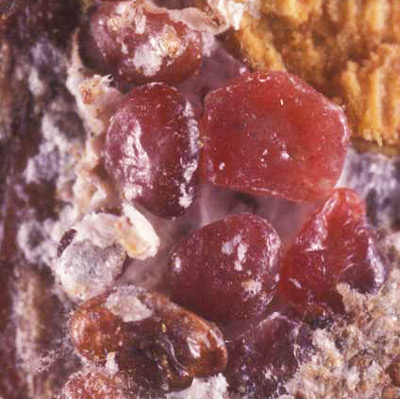 Reddish-brown body of adult female red date scale, Phoenicococcus marlatti (Cockerell).