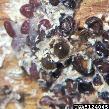 Adult red date scale, Phoenicococcus marlatti (Cockerell) on Senegal date palm, Phoenix reclinata Jacq. 