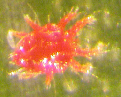 Adult male red palm mite