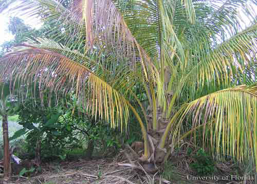 Severe damage to palm caused by the red palm mite