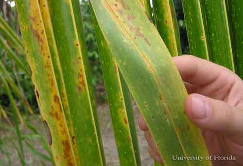 Close up of palm damage caused by the red palm mite