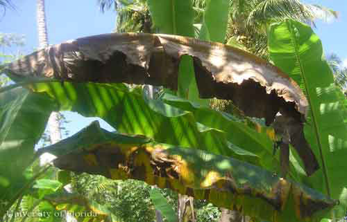 Damage to banana caused by the red palm mite
