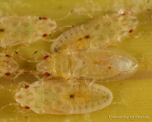 Adult royal palm bug (center - with wings), Xylastodoris luteolus Barber, surrounded by late stage nymphs.