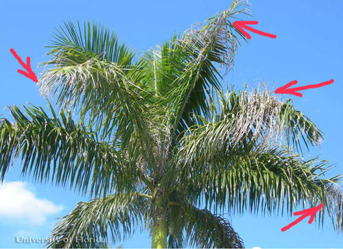 Royal palm bug, Xylastodoris luteolus Barber, feeding damage to a group of royal palms, Roystonea regia.