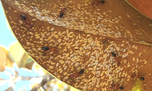 Ants tending various stages of male tuliptree scale, Toumeyella liriodendri (Gmelin).