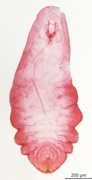 Adult female citrus snow scale, Unaspis citri Comstock, showing larval body form underneath the armor.