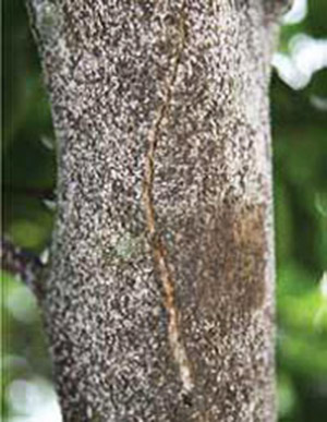 Bark splitting caused by severe infestation of citrus snow scale, Unaspis citri Comstock.