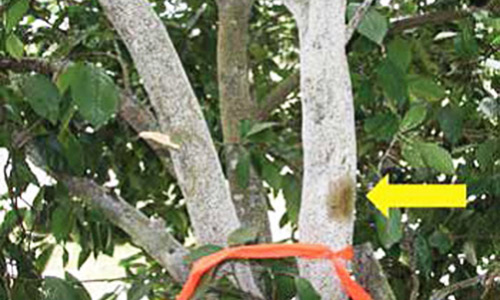Citrus tree covered in citrus snow scales, Unaspis citri Comstock. The arrow shows an area where crawlers have been brushed away to monitor crawler activity. 