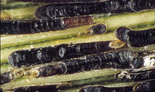 nfestation of black thread scale, Ischnaspis longirostris (Signoret).