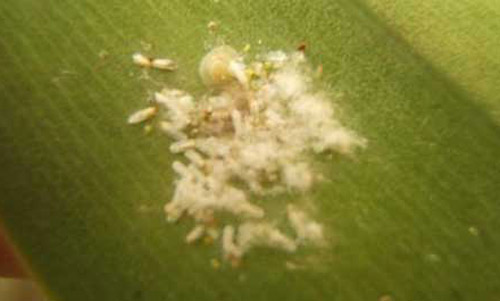Male, female, and crawler life stages of boisduval scale, Diaspis boisduvalii Signoret, on Cattleya leaf. 