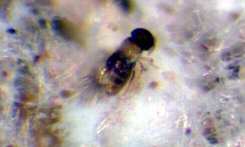 Coccidencytrus sp., a parasitoid of the boisduval scale, Diaspis boisduvalii Signoret. 