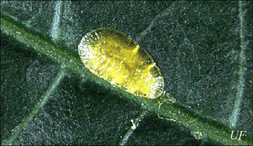 Adult female green scale, Coccus viridis (Green). 