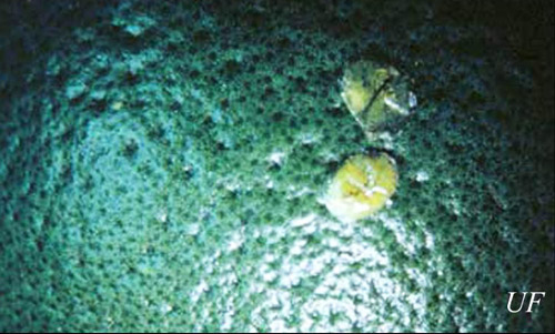 Green scale, Coccus viridis (Green), on green citrus fruit. 