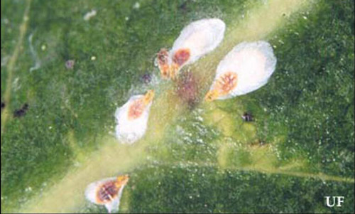 Female false oleander scales, Pseudaulacaspis cockerelli (Cooley).
