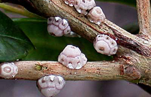 Adult female fig wax scales, Ceroplastes rusci (Linnaeus).