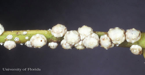 Adult Florida wax scales, Ceroplastes floridensis Comstock. A few nymphs are visible at the left. 