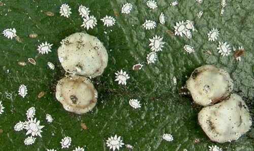 Adults and early instar nymphs of the Florida wax scale, Ceroplastes floridensis