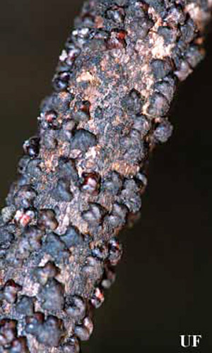 Ramita de palo de cera infestada de la escama lobada de laca, Paratachardina pseudolobata Kondo & Gullan. 
