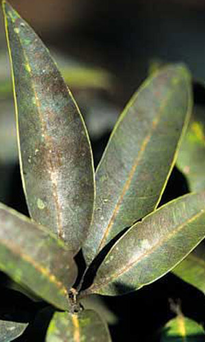 Fumagina sobre hojas de mango, resultado indirecto de una infestación de la escama lobada de laca, Paratachardina pseudolobata Kondo & Gullan.