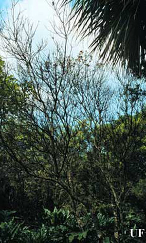 Palo de cera en bosque natural (izquierda) y como cerca viva (derecho), muertos por causa de infestaciones de la escama lobada de laca, Paratachardina pseudolobata Kondo & Gullan. 