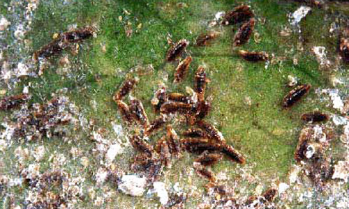 Crawlers (yellow), immature males (white) and immature females (dark) of the tea scale, Fiorinia theae Green. 