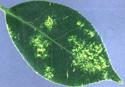 Chlorosis damage on upper leaf surface caused by an infestation of tea scale, Fiorinia theae Green. 