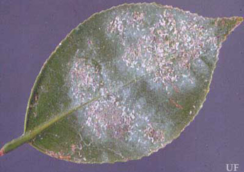 An infestation of tea scale, Fiorinia theae Green. 