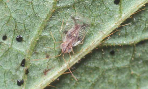 Adult azalea lace bug, Stephanitis pyrioides (Scott), and excrement. 