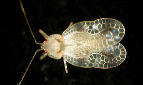 Adult azalea lace bug, Stephanitis pyrioides (Scott).