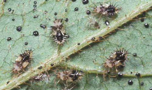 Nymphs of the azalea lace bug, Stephanitis pyrioides (Scott), with several cast skins and excrement. 