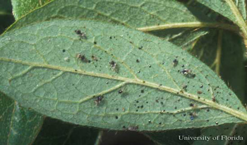 Azalea leaf with azalea lace bugs, Stephanitis pyrioides (Scott), and excrement spots.