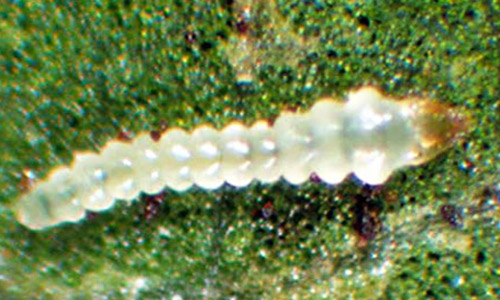 Mature larva of the azalea leafminer, Caloptilia azaleella (Brants). 
