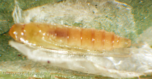 Pupa (pupal case removed) of the azalea leafminer, Caloptilia azaleella (Brants). 