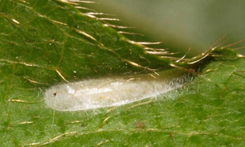 Typical cocoon of the azalea leafminer, Caloptilia azaleella (Brants). 