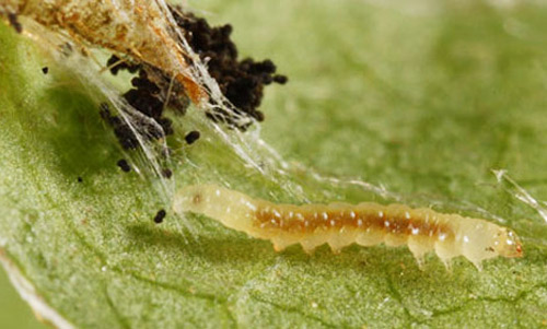 Mid-sized larva (4.5 mm long) of the azalea leafminer, Caloptilia azaleella (Brants). Note dark frass (insect waste) at upper left of image. Head of larva is at right.