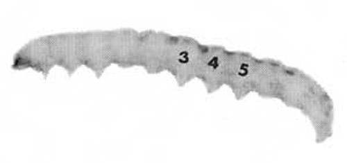 Larva with abdominal segments bearing prolegs indicated by number.