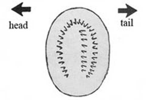 Ventral view of left proleg, fourth abdominal segment, showing arrangement of crochets. 