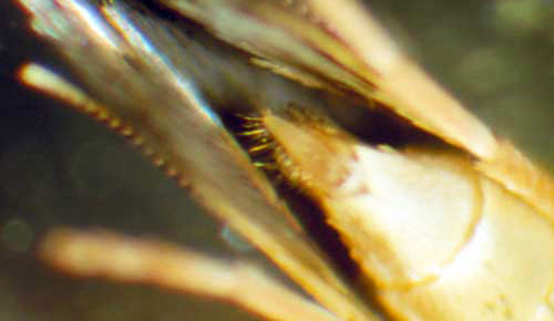 Ovipositor of adult female azalea leafminer, Caloptilia azaleella (Brants). 