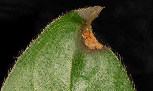 Upper leaf surface of azalea foliage damaged by azalea leafminer, Caloptilia azaleella (Brants); leaf die-back (at tip) and two mines (near tip). 