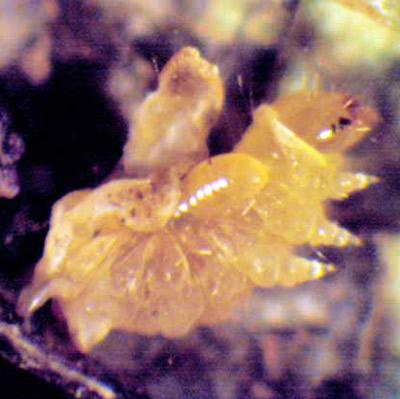 Larva of a Sympiesis sp. parasitoid feeding on a larva of an azalea leafminer, Caloptilia azaleella (Brants).