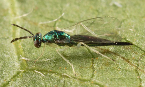 Adult female Sympiesis sp. parasitoid of the azalea leafminer, Caloptilia azaleella (Brants). 