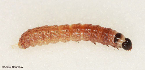 Second instar larva of Terastia meticulosalis Guenée. 