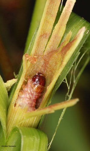 Mature larva of Terastia meticulosalis Guenée, hollowing the stem of Erythrina herbacea, Summer/Fall generations. 