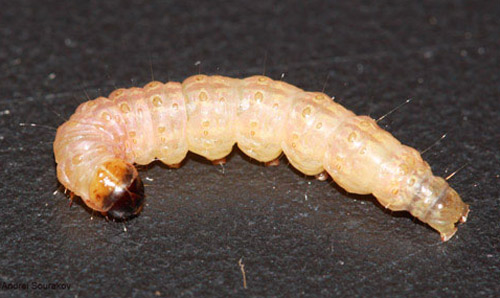 Mature larva of Terastia meticulosalis Guenée, Summer/Fall generations.