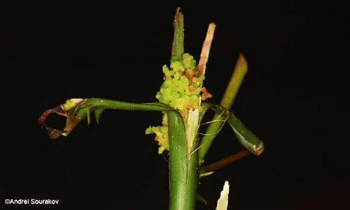 The larva of Terastia meticulosalis Guenée purges the hollow stem of Erythrina herbacea from frass by crawling backwards to the entrance when defecating. 