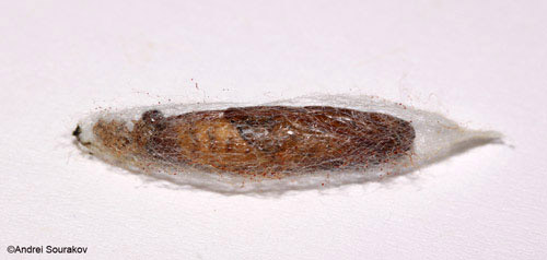 The pupa of Terastia meticulosalis Guenée inside its cocoon.