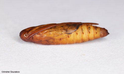 The pupa of Terastia meticulosalis Guenée, lateral view.