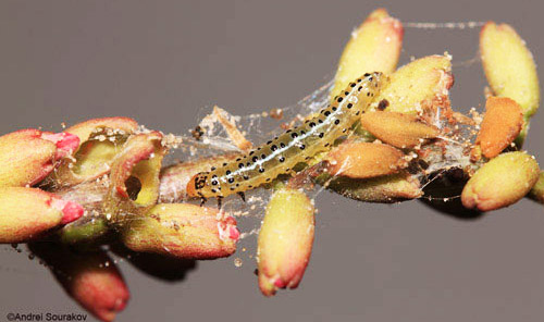 Fourth instar larva, Spring generation, of Agathodes designalis Guenée feeding on the inflorescence of Erythrina herbacea. 