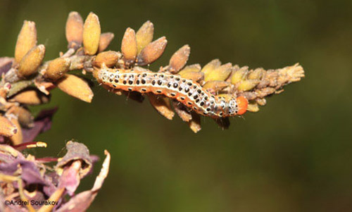 Mature larva, Spring generation, of Agathodes designalis Guenée feeding on the inflorescence of Erythrina herbacea. 