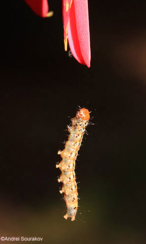 Mature larva, Spring generation, of Agathodes designalis Guenée suspends itself by a silk thread after falling off the host plant, Erythrina herbacea. 